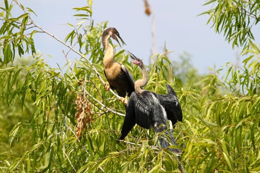 Two Anhingas seen at the Everglades National Park of Florida.