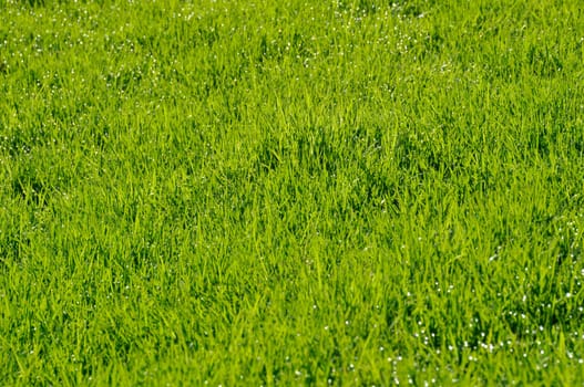 Dew on the lawn by a spring morning