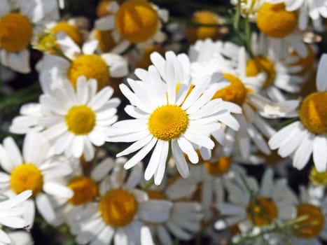 Chamomile (Matricaria chamomilla)