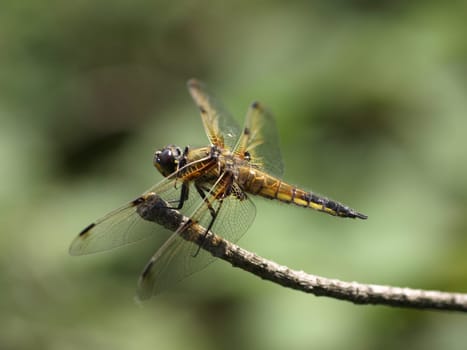 4Stain Dragonfly