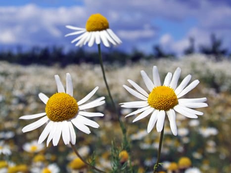 Chamomile (Matricaria chamomilla)