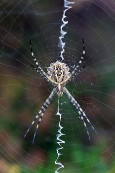 Argiope lobata, In its natural environment Mediterranean Europe