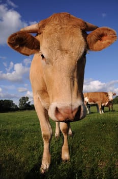 Cow