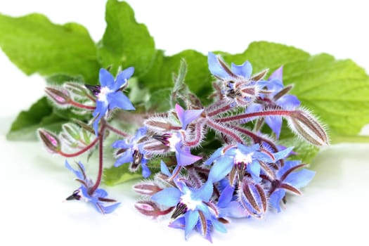 a stalk of borage against a white background