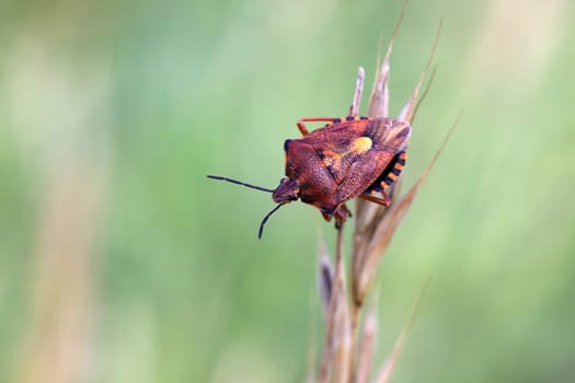 Purple stink bug