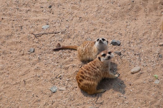 Two Young Suricatas in the Sand - Suricata suricatta