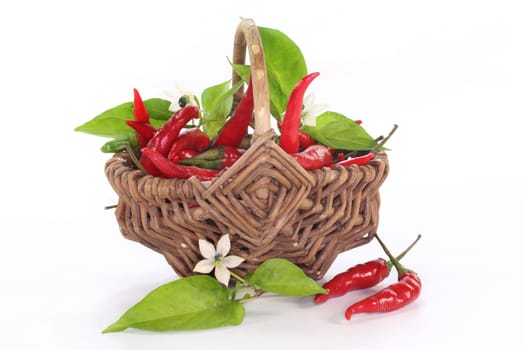 Chili peppers with leaves and flowers against white background