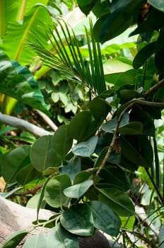 Dense Tropical Rain Forest With Trees, Ferns and Plants