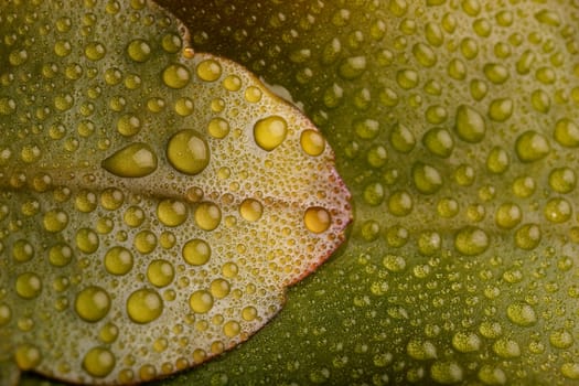 Fresh green leaves with multiple water droplets