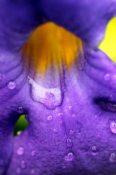 Flower petals showing water droplets after rain
