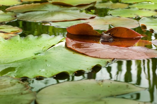 Biotope with frog