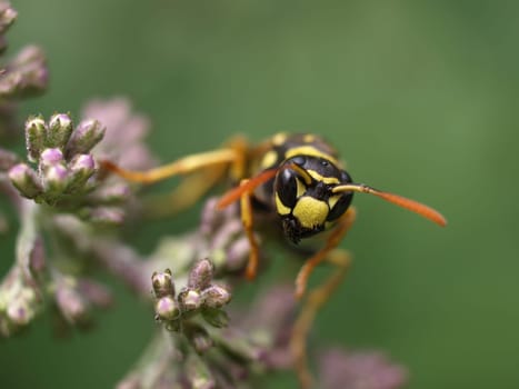 Gallic field wasp