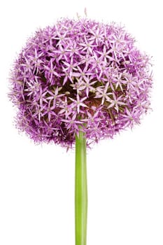 Allium flower head detail,isolated on whte