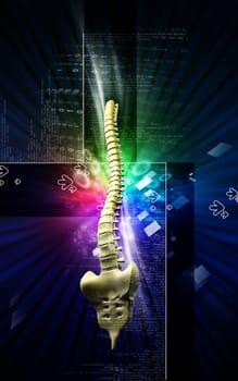 Digital illustration of back bone in colour background