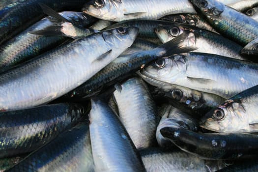 Herrings