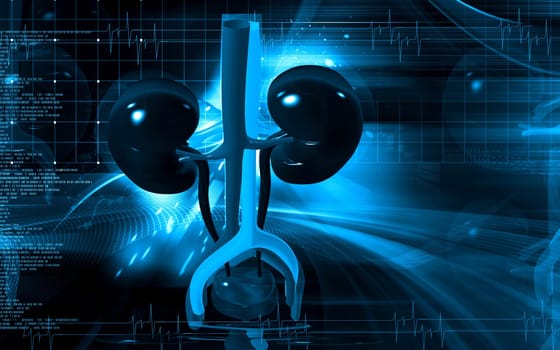 Digital illustration of kidney in colour background