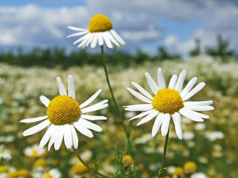 Chamomile (Matricaria chamomilla)