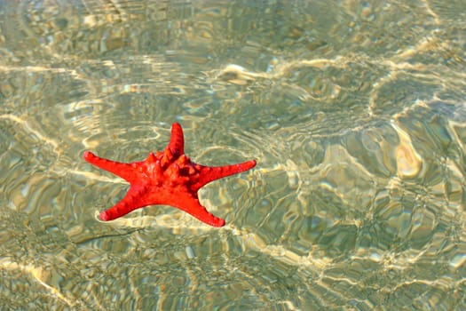 Beautiful red starfish in wavy shallow water