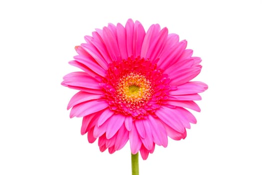 Flower of a pink gerber close-up isolated on white