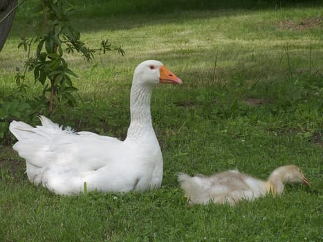 Goose children