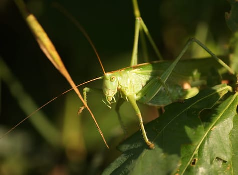 Grasshopper on the prowl