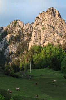 cows at pasture near a mountain slope