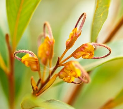 orange flower of Australian wildflower Grevillea venusta
