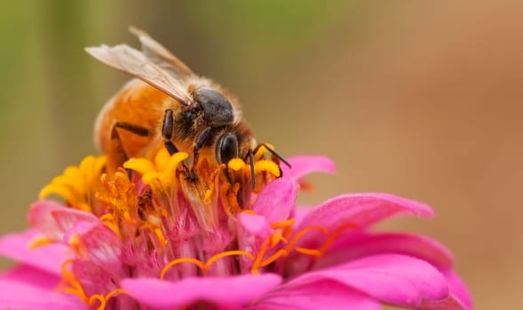 worker bee collecting pollen from pink zinnia flower
