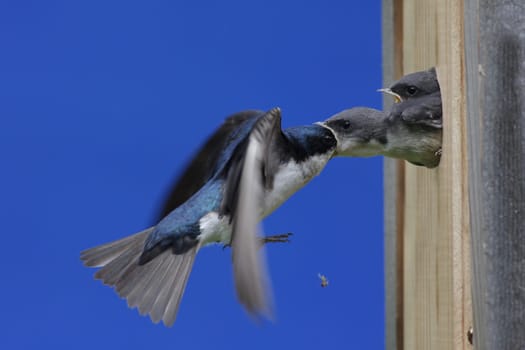 Tree Swallow (tachycineta bicolor) feeding hungry babies