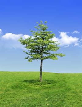 tree without christmas