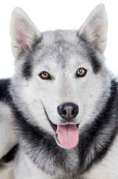 adorable dog a over white back ground