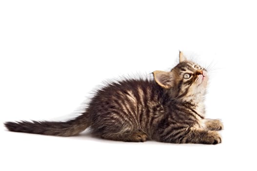 Photo of an adorable cat a over white background
