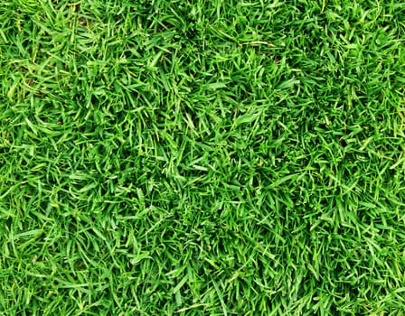grass