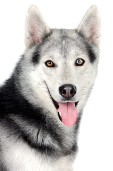adorable dog a over white back ground