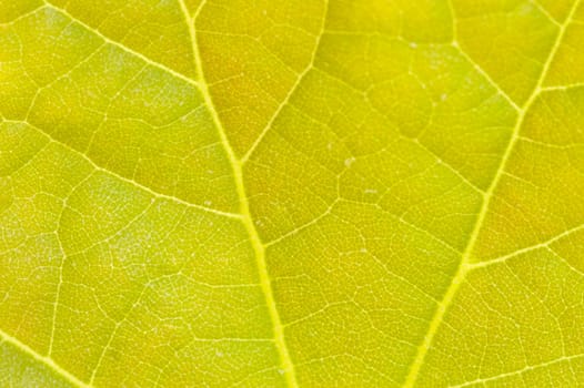 a photo macro of a green leaf