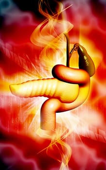Digital illustration of pancreas in colour background