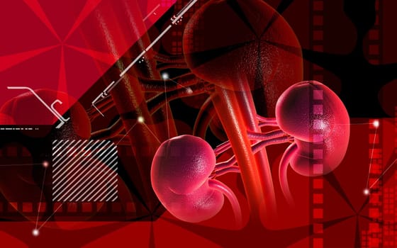 Digital illustration of kidney in colour background