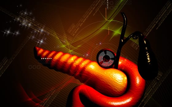 Digital illustration of pancreas in colour background