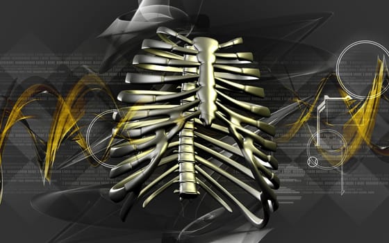 Digital illustration of rib cage in colour background
