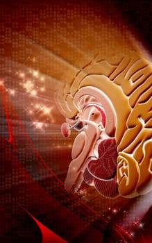 Digital illustration of brain in colour background