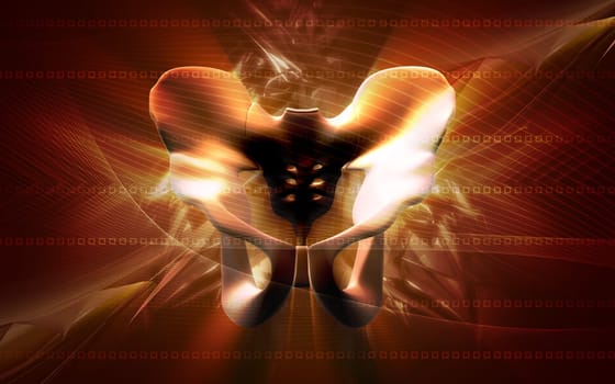 Digital illustration of pelvic girdle in colour background