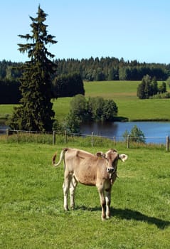 A calf in an Allgäu meadow