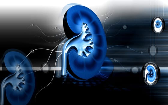 Digital illustration of kidney in colour background
