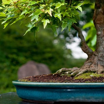 Three-pointed maple Acer buergerianum as a bonsai tree