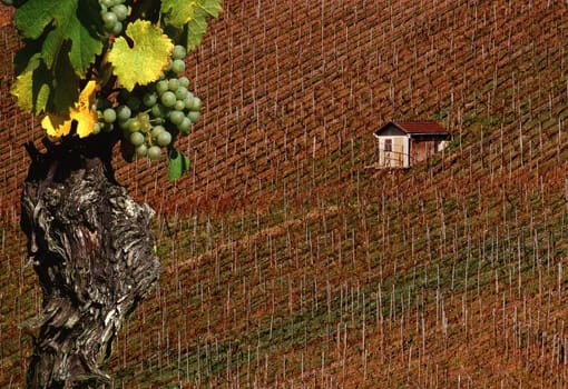 Grapes from Riesling in Württemberg