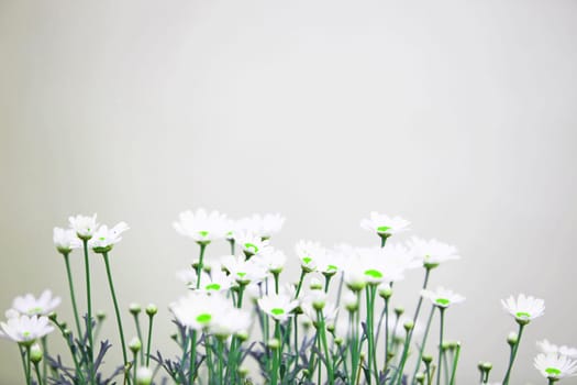 Many white margaros in a row with text space above the flowers