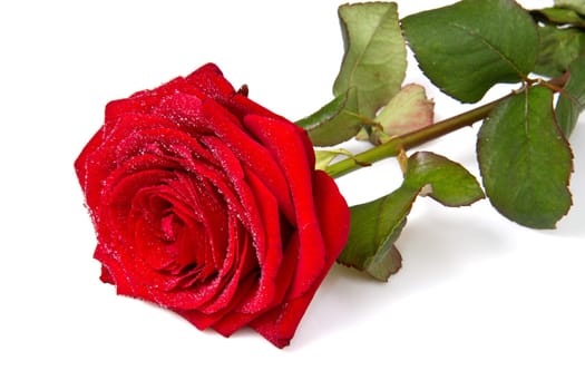 a red rose