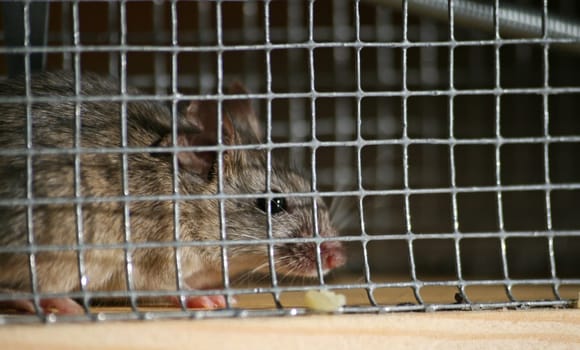 trapped mouse