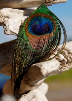 Peacock feather on driftwood