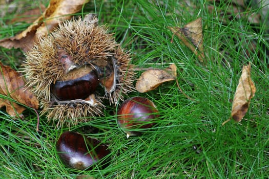 Chestnut
